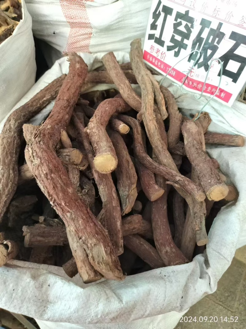 红穿破石根部阳枝都有