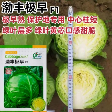 渤丰极早包菜种籽甜脆黄芯甘蓝种子早熟耐寒蔬菜春秋保护地