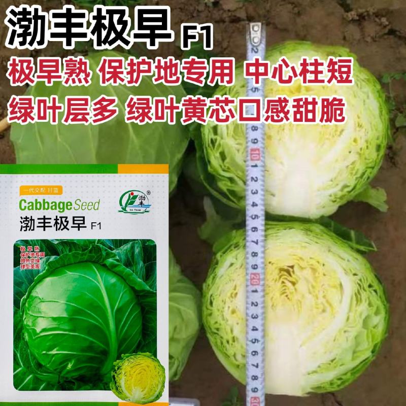 渤丰极早包菜种籽甜脆黄芯甘蓝种子早熟耐寒蔬菜春秋保护地