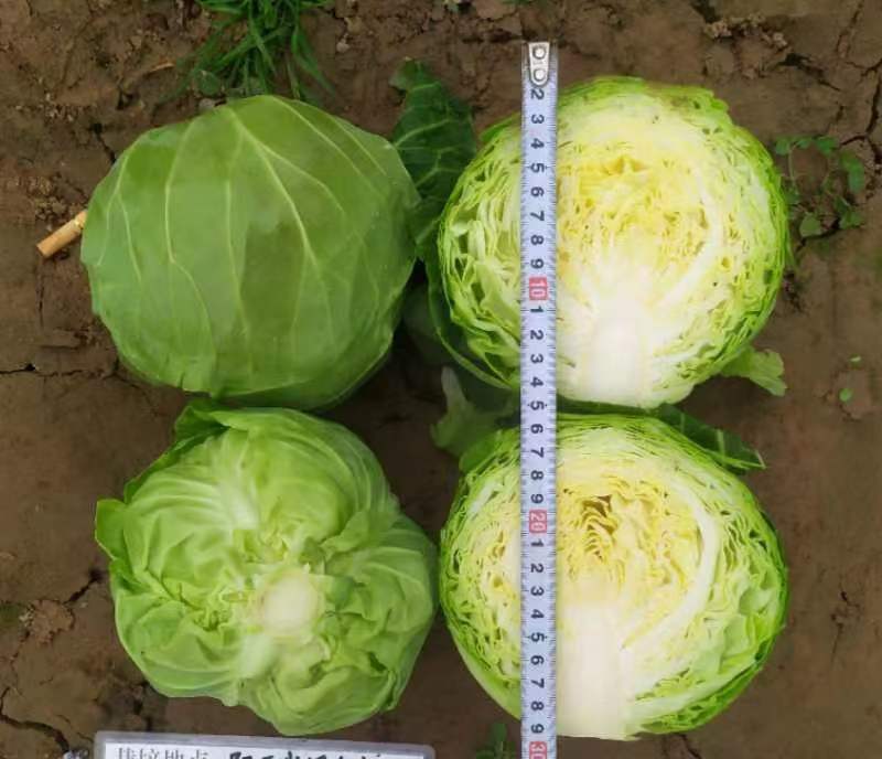 渤丰极早包菜种籽甜脆黄芯甘蓝种子早熟耐寒蔬菜春秋保护地