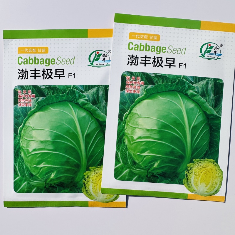 渤丰极早包菜种籽甜脆黄芯甘蓝种子早熟耐寒蔬菜春秋保护地