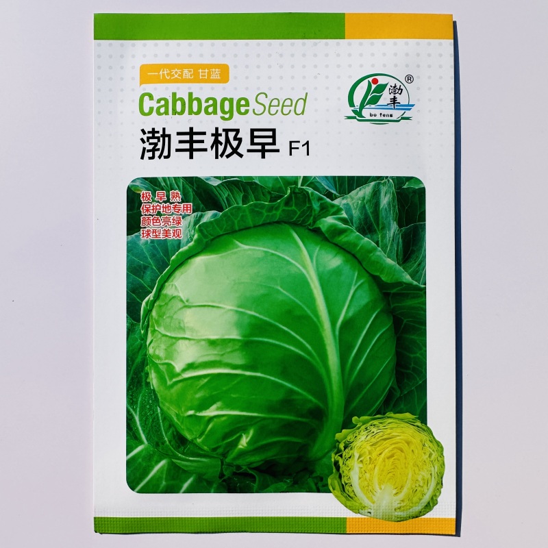 渤丰极早包菜种籽甜脆黄芯甘蓝种子早熟耐寒蔬菜春秋保护地