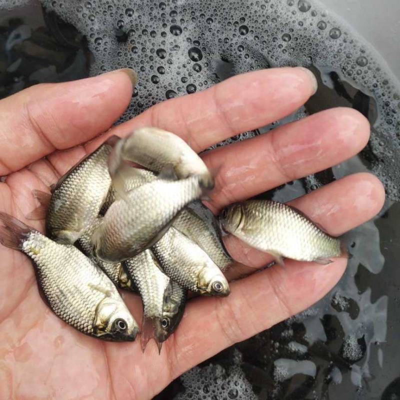 重庆鯽鱼苗精品良种鯽鱼苗中科五号鯽鱼苗包运输下塘