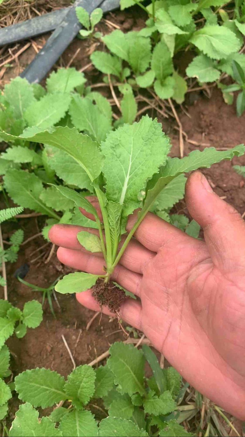 儿菜苗，刚好能栽，3叶一心，全国冷链车发货，保损