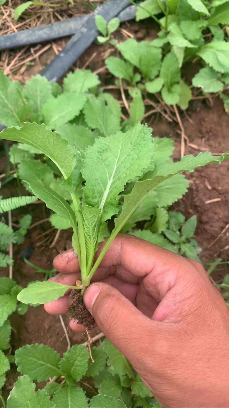 儿菜苗，刚好能栽，3叶一心，全国冷链车发货，保损