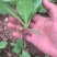 儿菜苗，刚好能栽，3叶一心，全国冷链车发货，保损