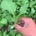 儿菜苗，刚好能栽，3叶一心，全国冷链车发货，保损