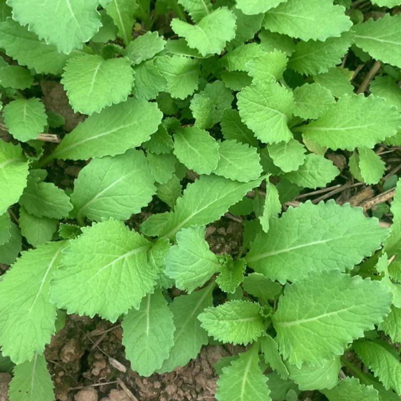 儿菜苗，刚好能栽，3叶一心，全国冷链车发货，保损
