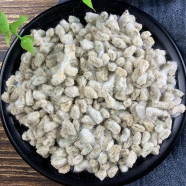 新疆棉籽