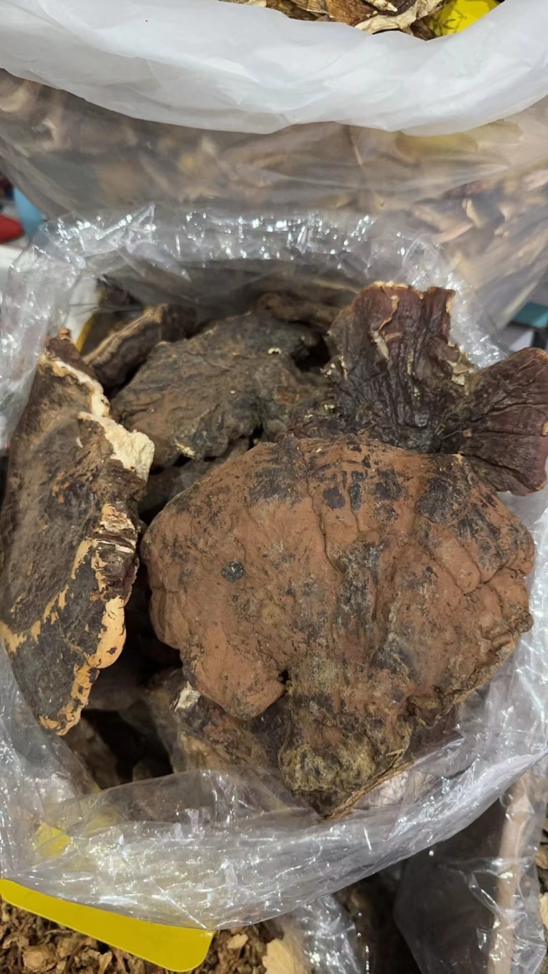 灵芝，野生灵芝，常年供应全国接单，可批发零售欢迎咨询下单