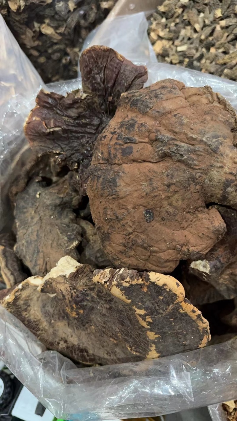 灵芝，野生灵芝，常年供应全国接单，可批发零售欢迎咨询下单