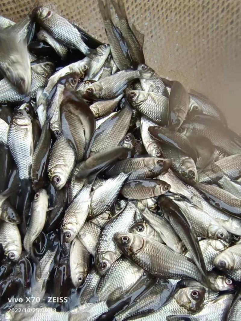 热销鯽鱼苗鱼场大量批发包运输提供养殖技术货到付款