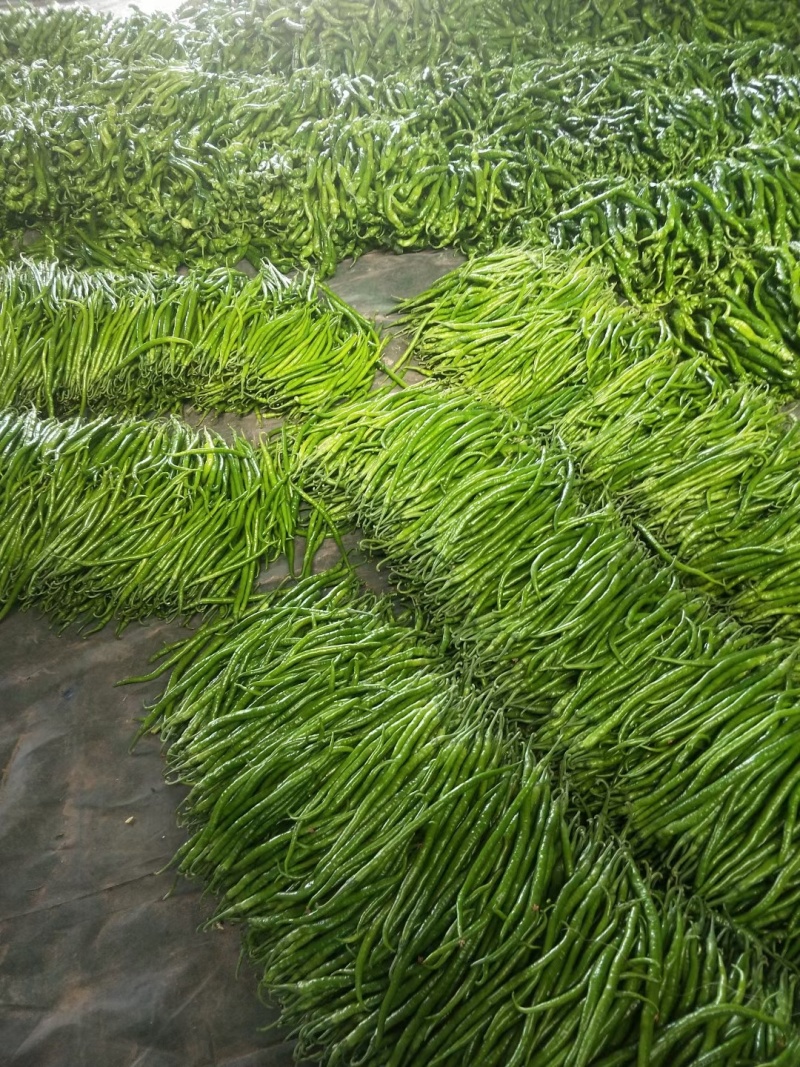 线椒