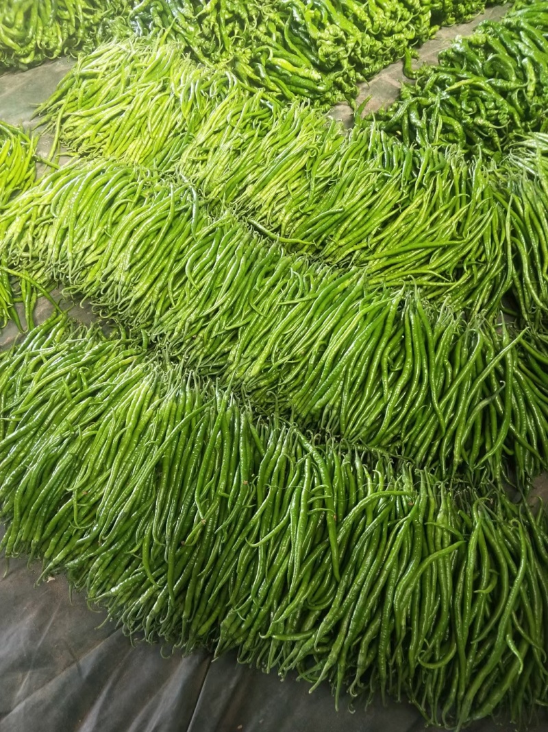 线椒