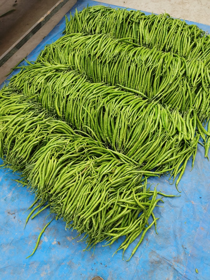 线椒