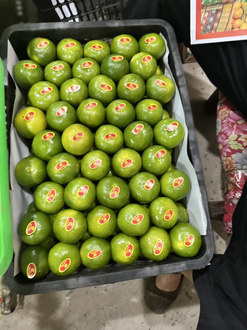 蜜橘（国庆蜜橘)特早蜜橘承接市场商超各大平台