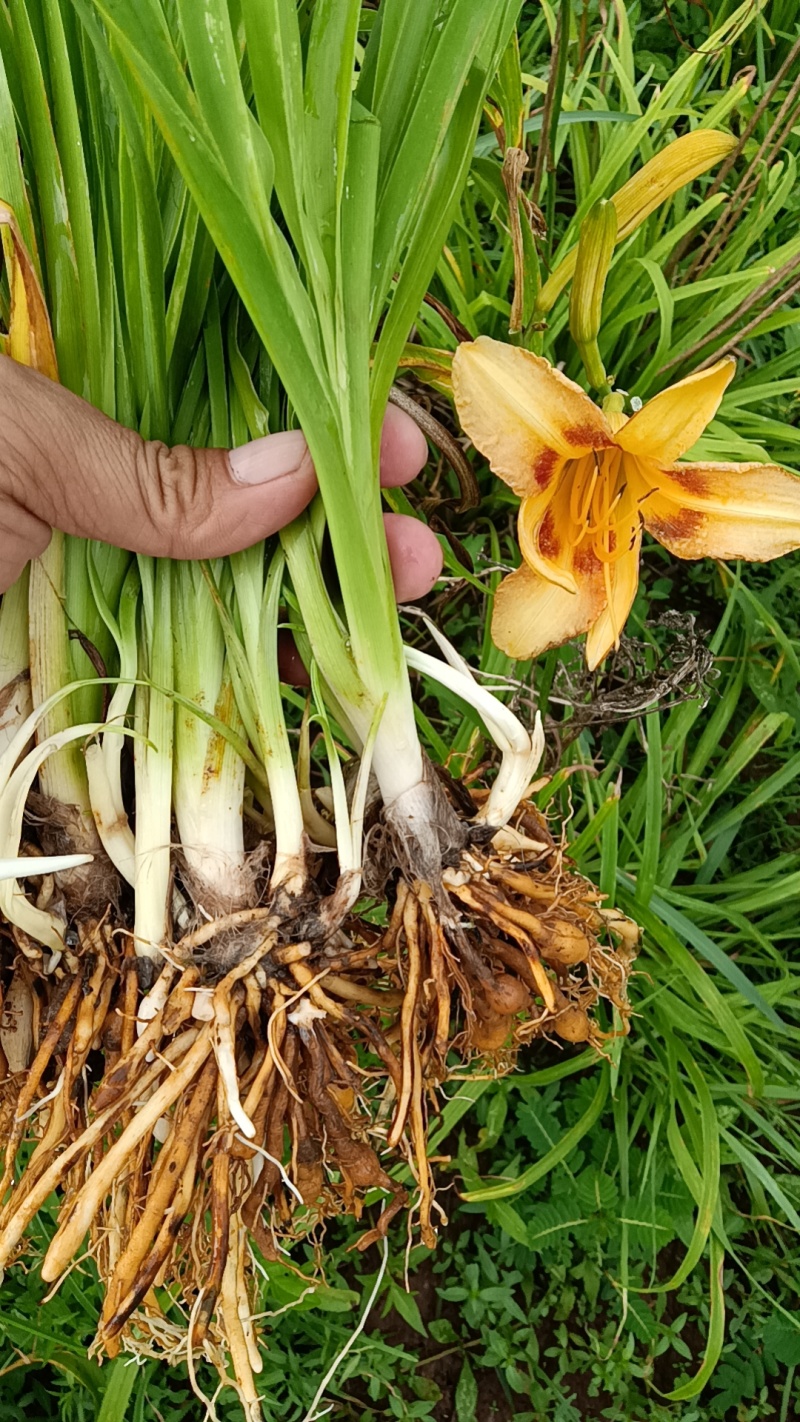 【精选黄花菜种苗】湖南祁东县黄花菜种苗大量供应技术服务
