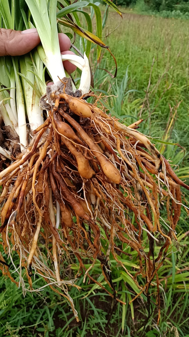 【精选黄花菜种苗】祁东黄花菜种苗可回收鲜花干菜包技术