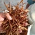 【好货推荐】湖南祁东县黄花菜西北特级干黄花菜全年供货