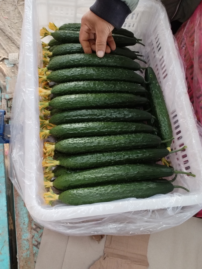 大量供应黄瓜，有黑亮，绿亮绿肉。大条小条中条，精品通货。