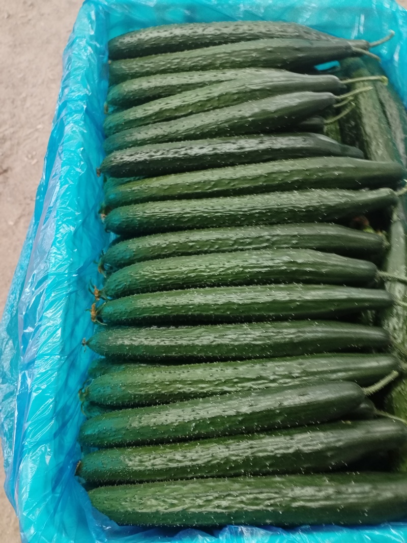 大量供应黄瓜，有黑亮，绿亮绿肉。大条小条中条，精品通货。