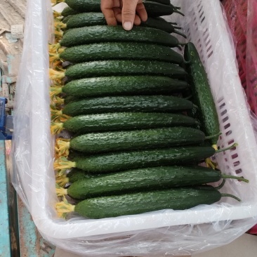 大量供应黄瓜，有黑亮，绿亮绿肉。大条小条中条，精品通货。