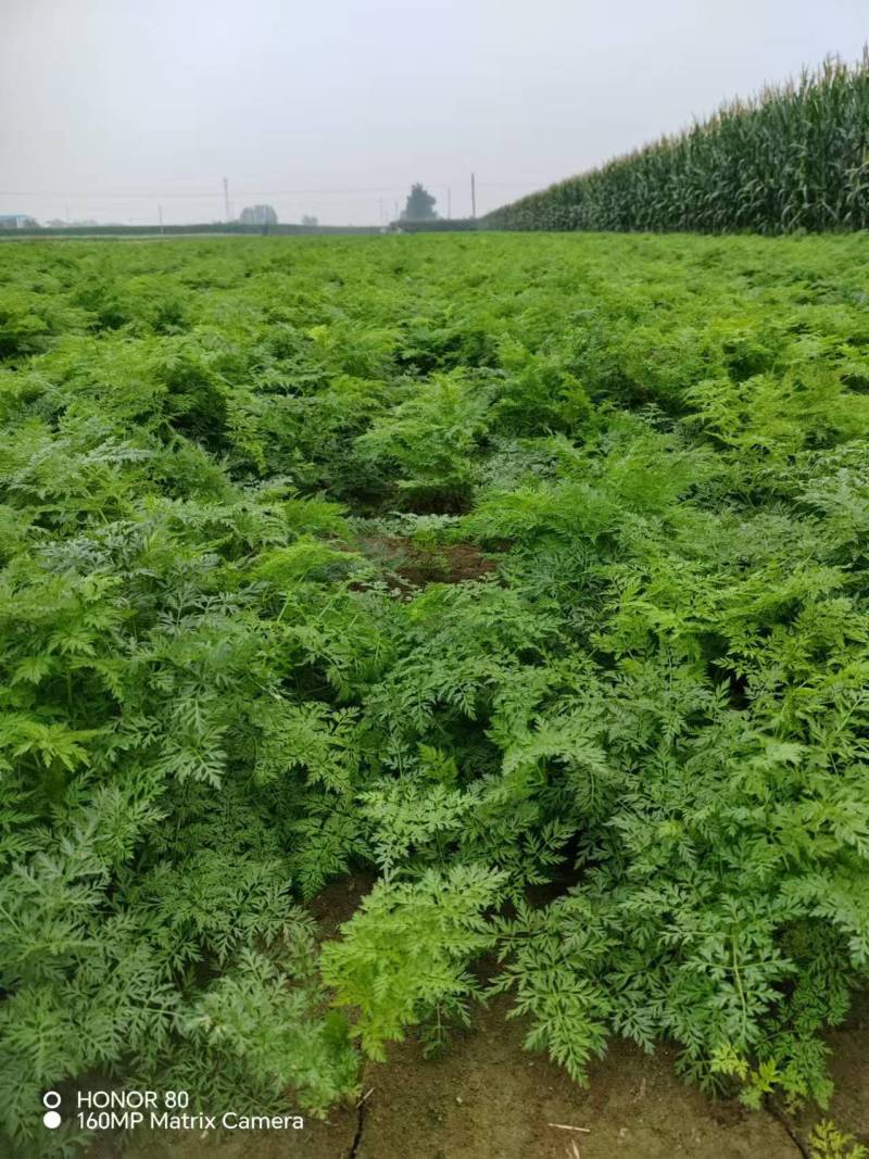出售自己家打的南沙参种子包发芽率，包回收