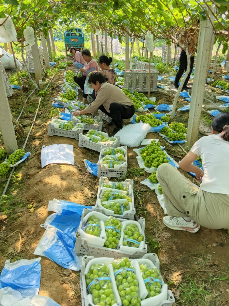 【实力推荐】万亩阳光玫瑰葡萄晴王葡萄糖度高对接商超市场