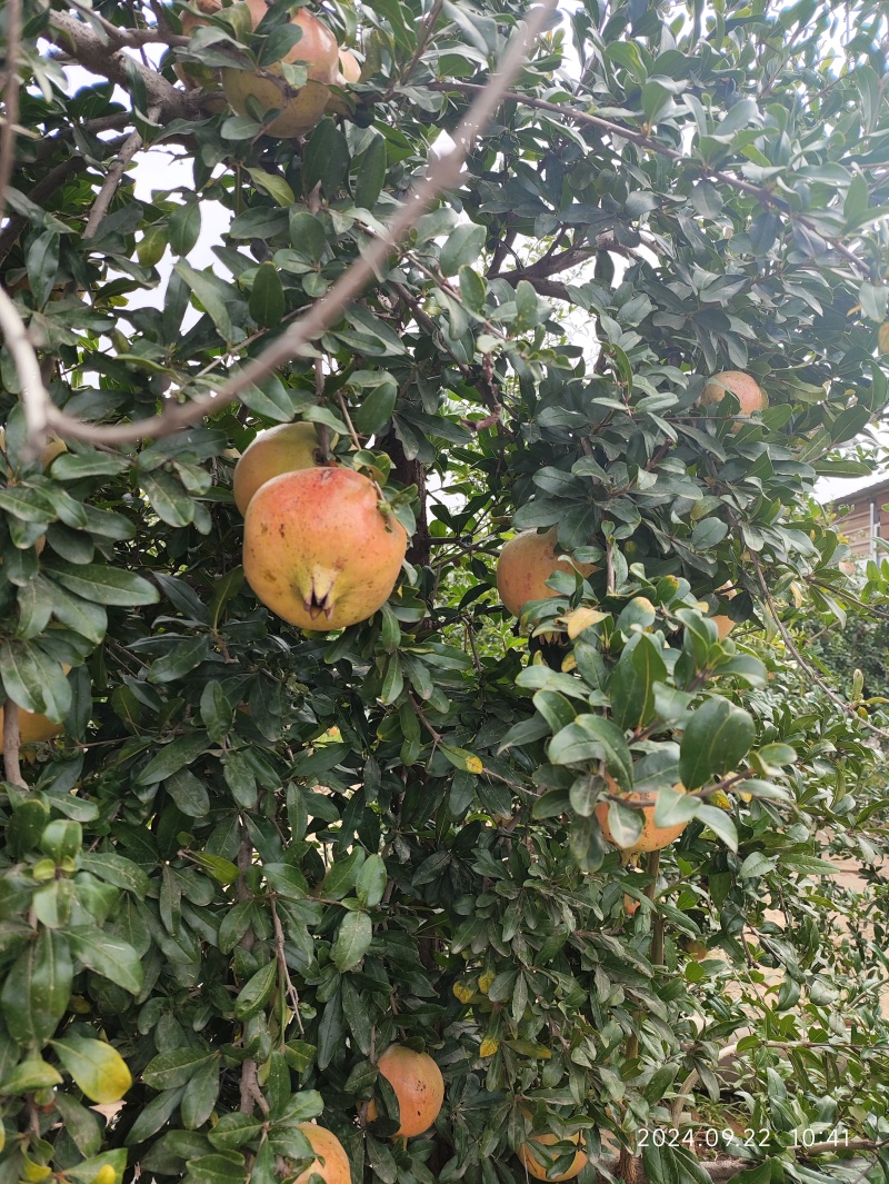 河阴软籽石榴！