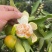 湖北宜昌蜜橘大量上市出货一手货源批发品质保证价格便宜欢迎