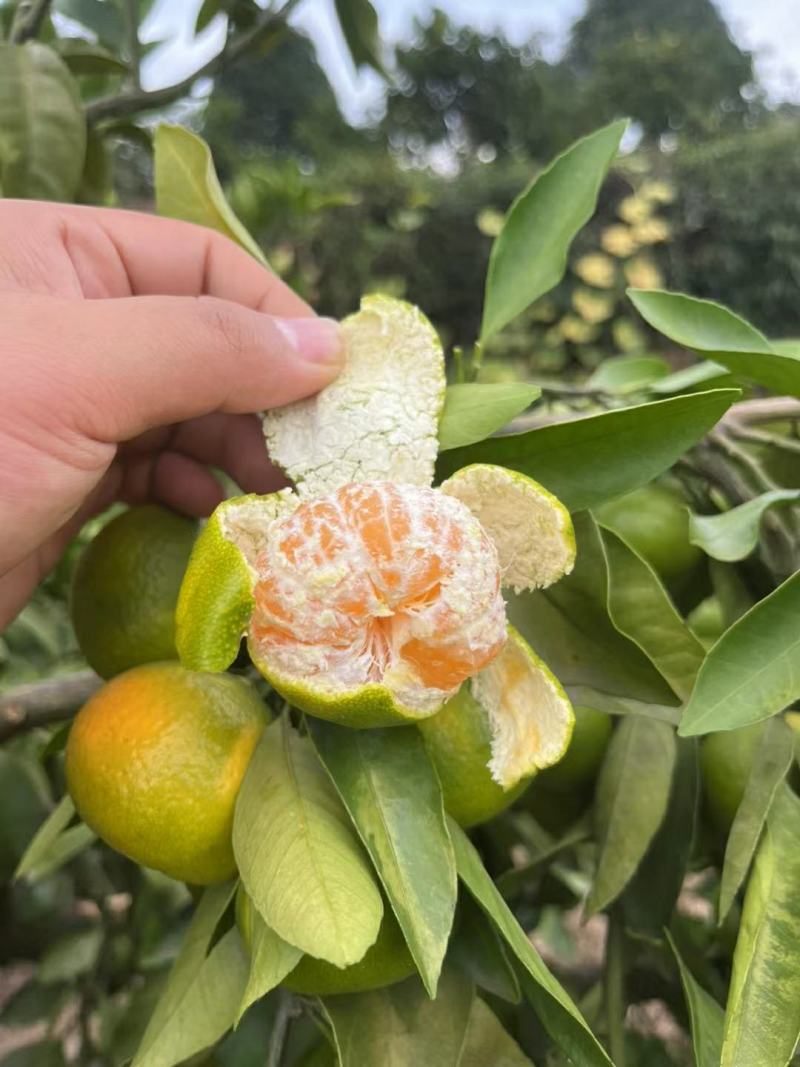 湖北宜昌蜜橘大量上市出货一手货源批发品质保证价格便宜欢迎