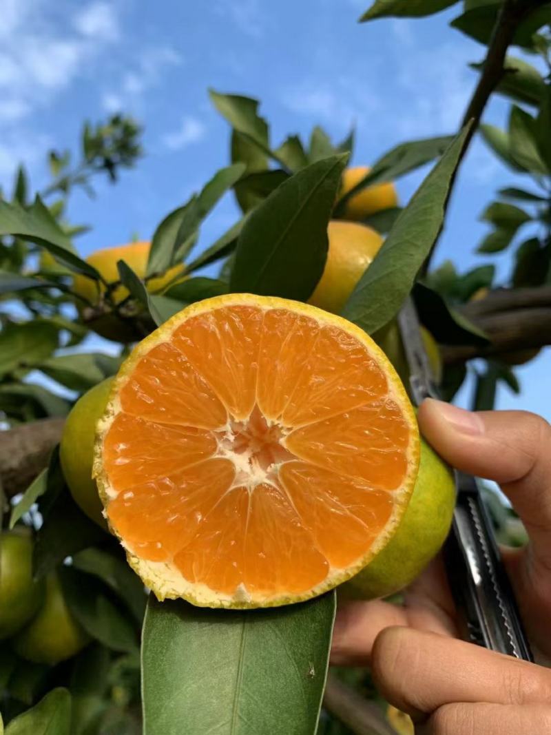 湖北宜昌蜜橘大量上市出货一手货源批发品质保证价格便宜欢迎