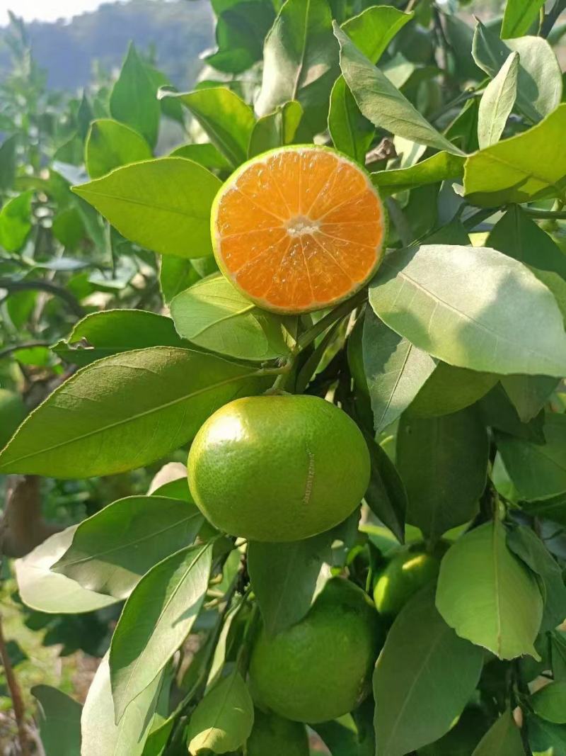 湖北宜昌蜜橘大量上市出货一手货源批发品质保证价格便宜欢迎
