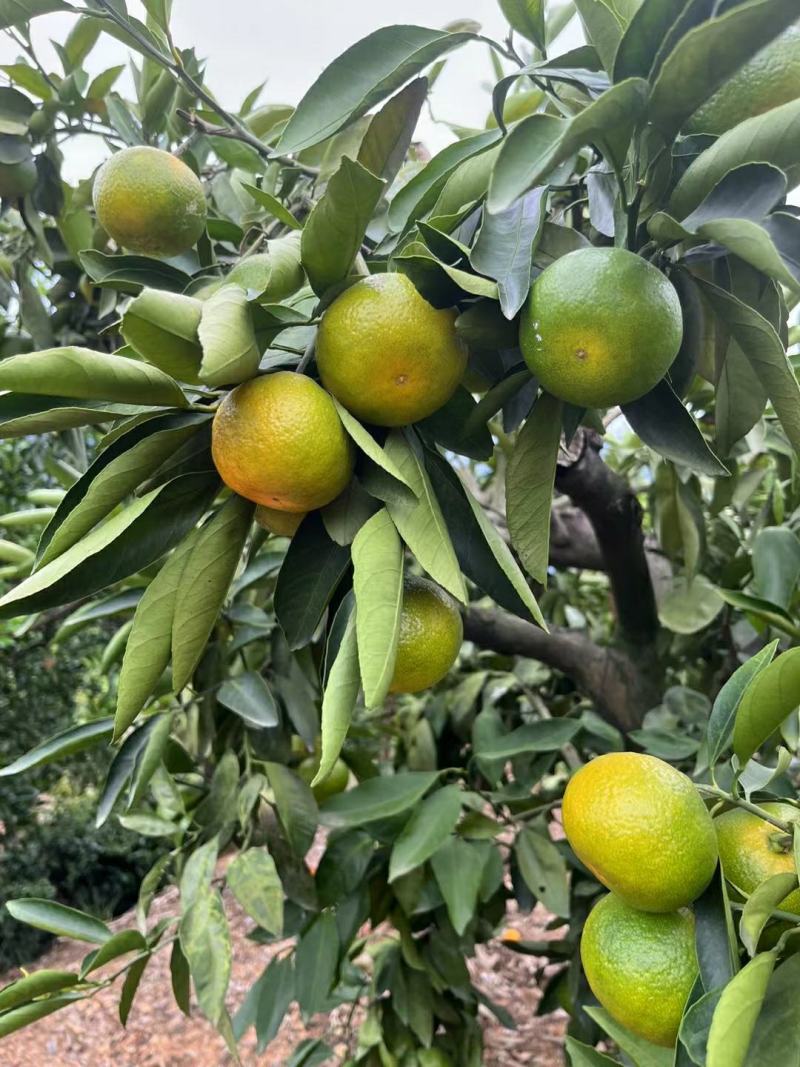 湖北宜昌蜜橘大量上市出货一手货源批发品质保证价格便宜欢迎