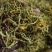 五彩金银花，机器烘焙晾干，无杂质无硫，源头种植基地货源