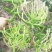 五彩金银花，机器烘焙晾干，无杂质无硫，源头种植基地货源