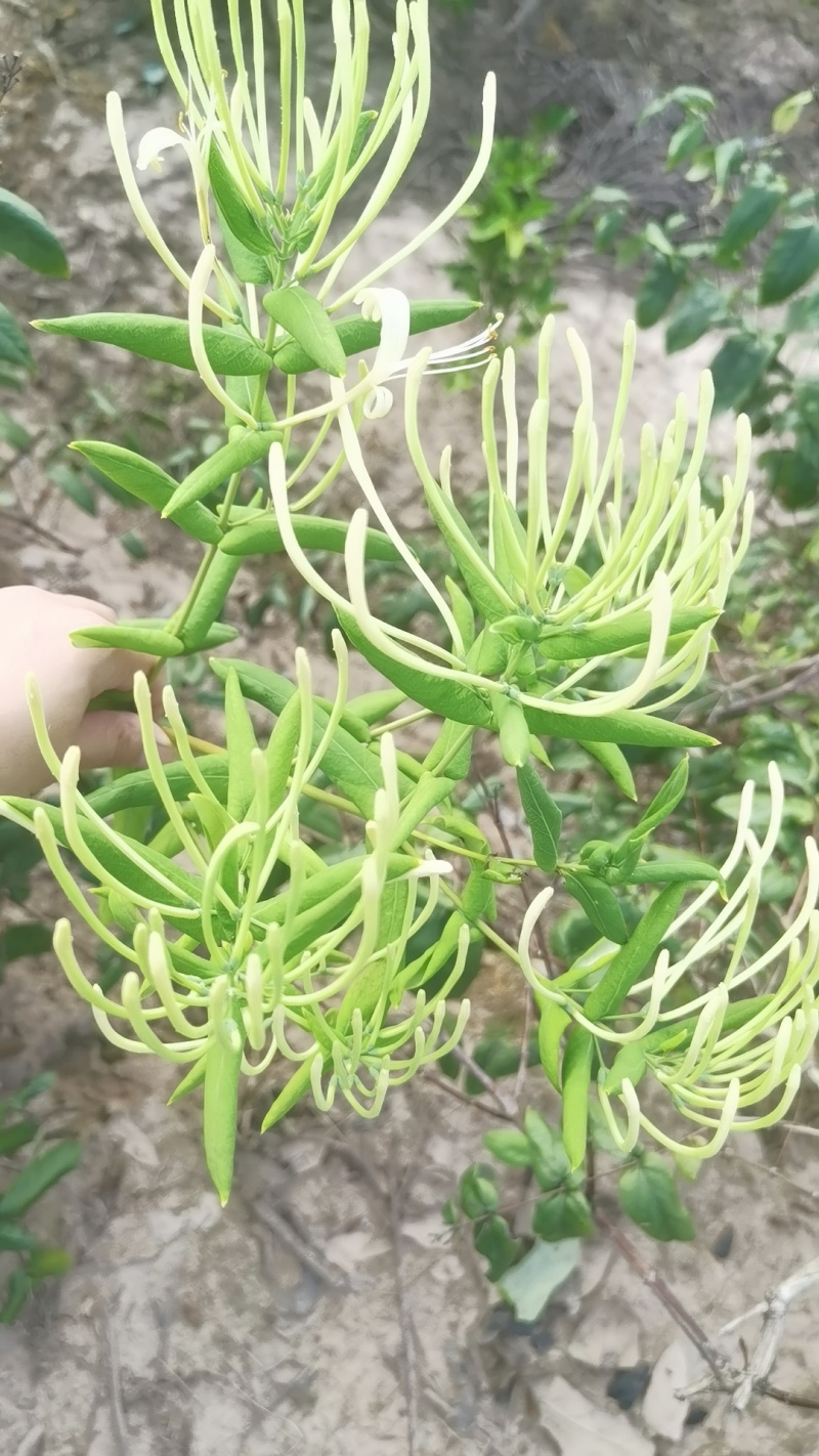 五彩金银花，机器烘焙晾干，无杂质无硫，源头种植基地货源