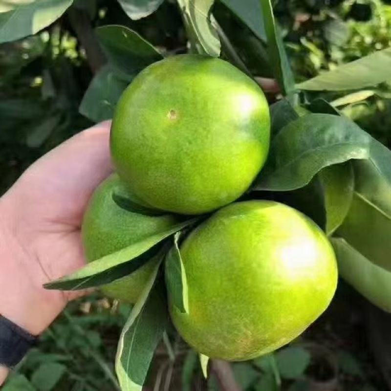 湖北宜昌早熟蜜橘无籽口感酸甜60起步品质保证价格优惠