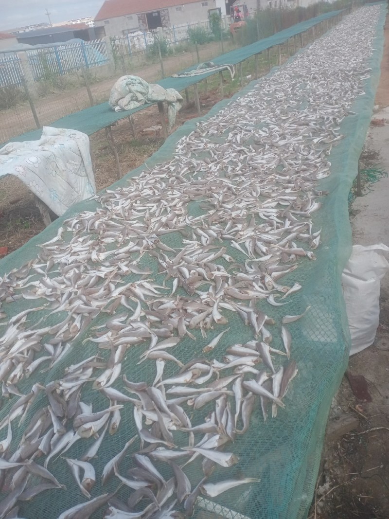 红头鱼干