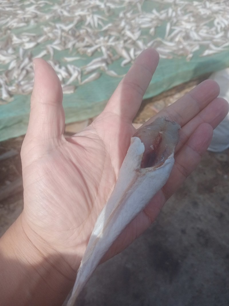 红头鱼干