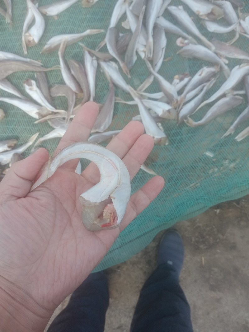 红头鱼干