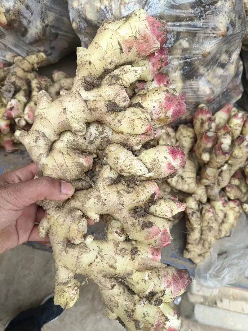 鲜姜产地大量上市红芽鲜姜大量批发