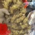 鲜姜产地大量上市红芽鲜姜大量批发