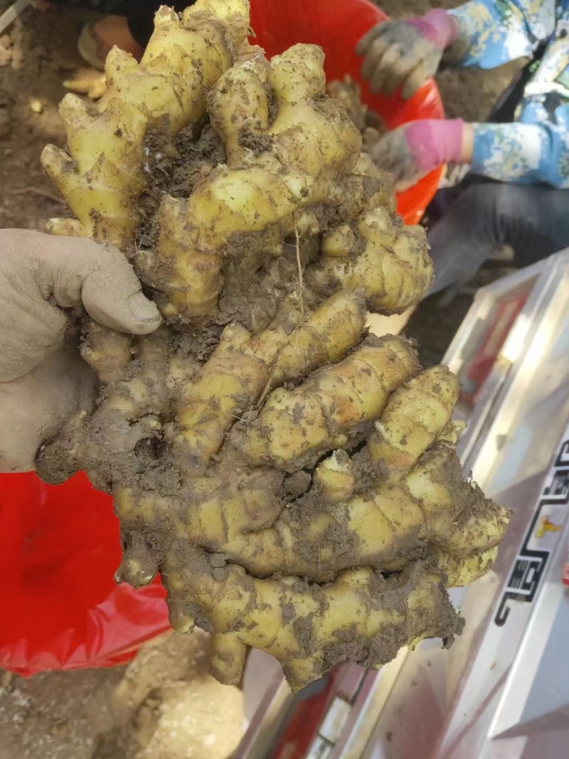鲜姜产地大量上市红芽鲜姜大量批发