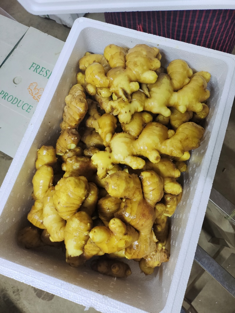 鲜姜产地大量上市红芽鲜姜大量批发
