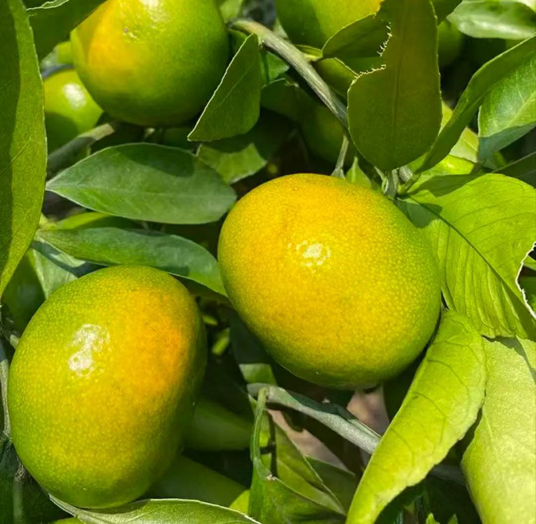 蜜橘果园实景图