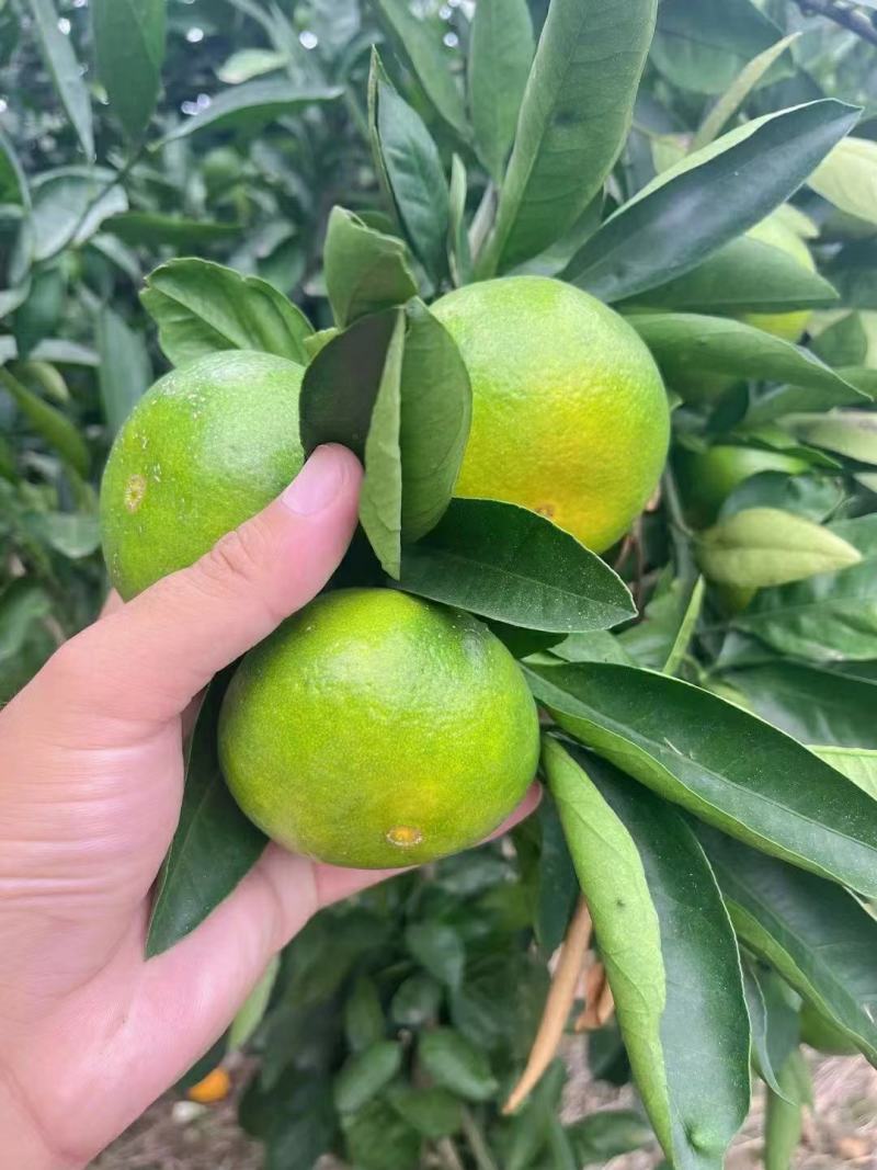 湖北宜昌无籽蜜橘精品果65起步品质好口感好全国发货