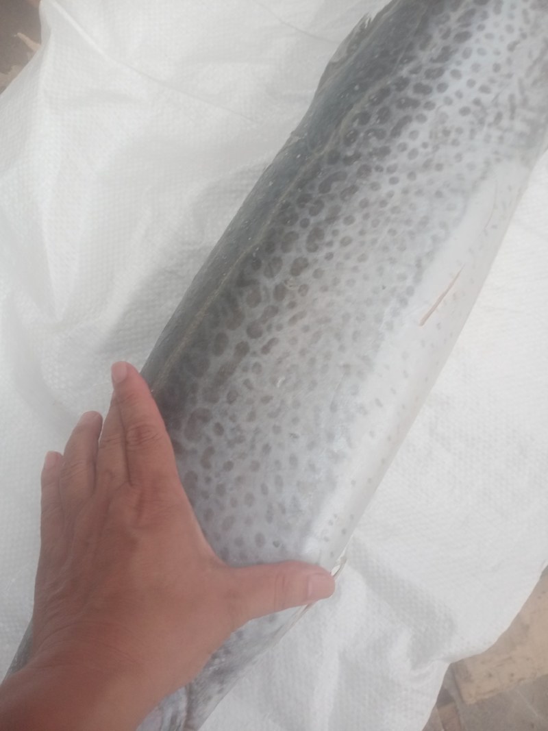 大马鲛鱼鱼