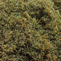 五彩金银花，机器烘焙晾干，无杂质无硫，源头种植基地货源