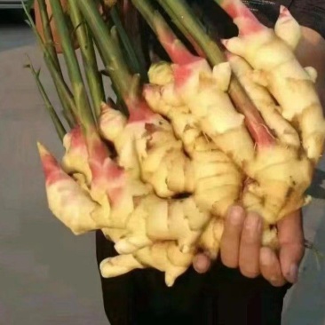 鲜姜产地大量上市红芽鲜姜大量批发
